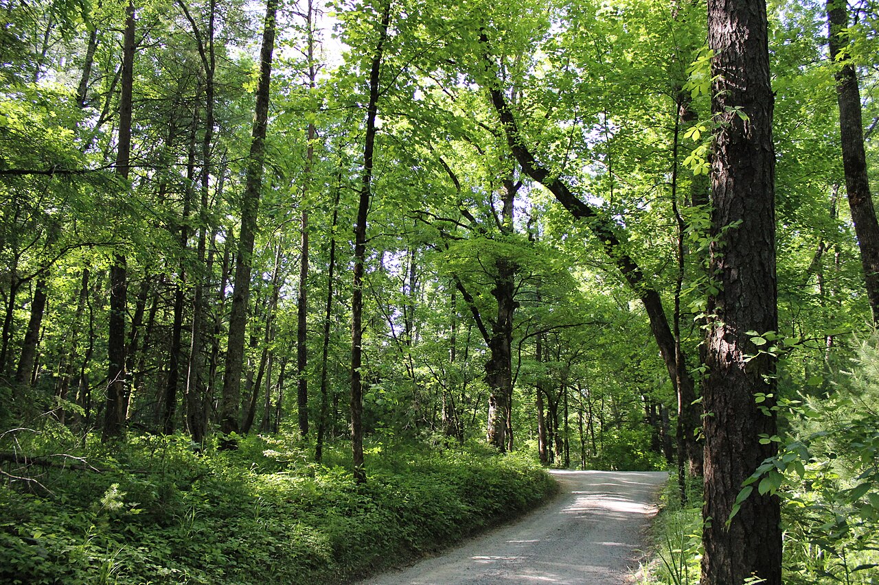 Cades Cove forest trail