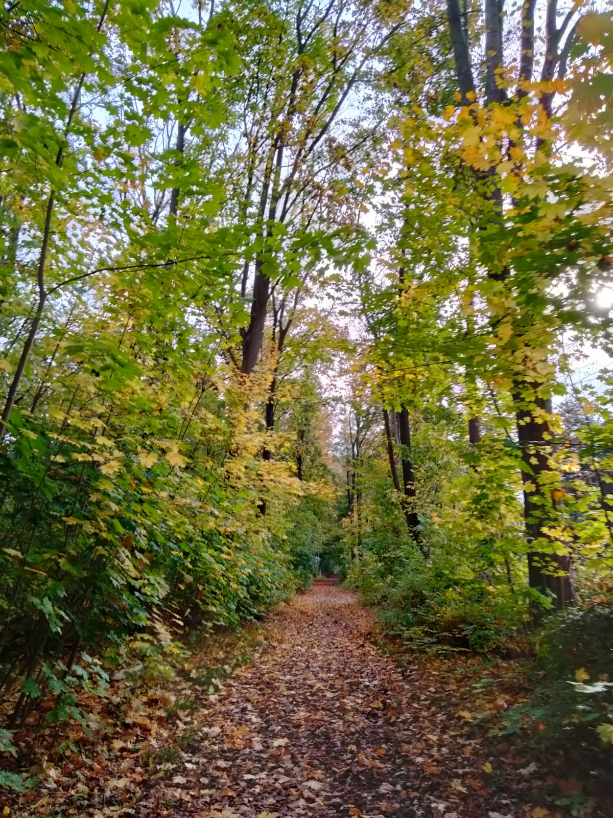 Forest rides and picnic baskets