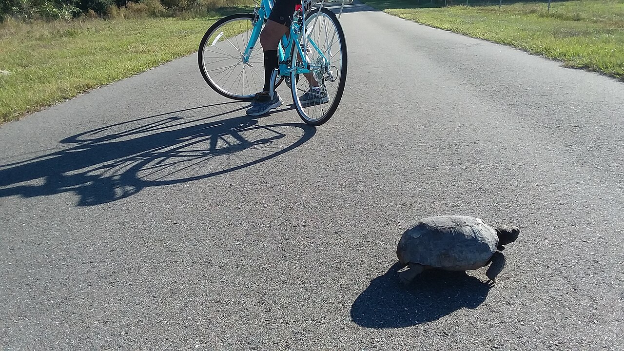 Pinellas Trail cyclist and turtle
